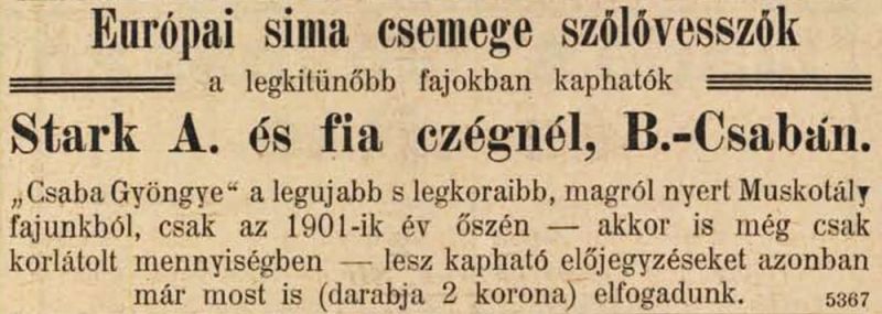 Fájl:Csabagyongye szolo 03.jpg