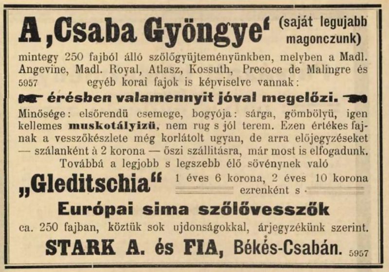 Fájl:Csabagyongye szolo 05.jpg