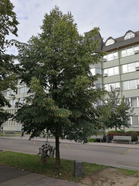 Fájl:Bekescsaba budapest bank emlekfa 01.jpg