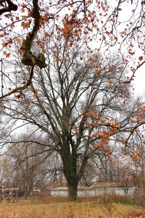 Gerla wenckheim kastelypark 03.jpg