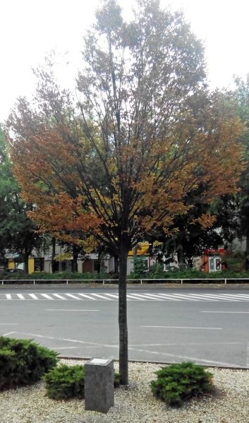 Fájl:Bekescsaba budapest bank emlekfa 03.jpg