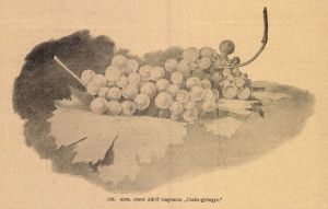 Csabagyöngye szőlő