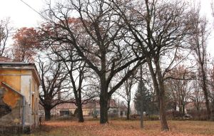 Parkrészlet a kastély előtt (2011)