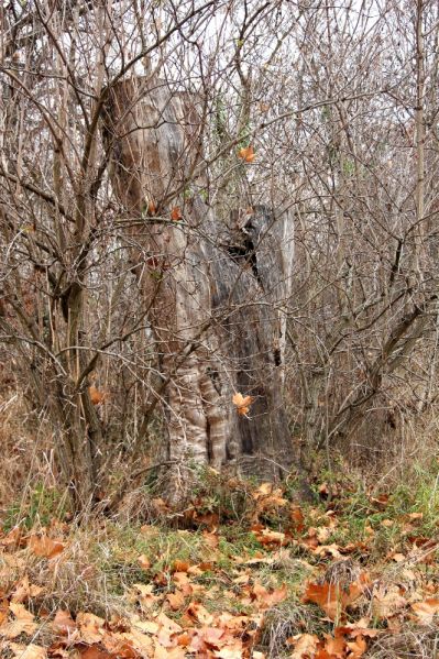 Fájl:Gerla wenckheim kastelypark 02.jpg
