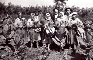 Kevermesi dohánytermelők az 1960-as években
