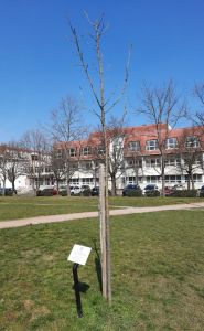 Emlékfa
