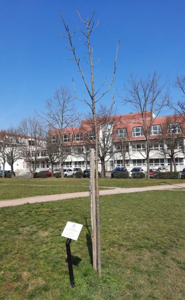 Fájl:Bekescsaba ferfi felelossegvallalas faja 01.jpg