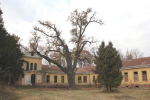Tölgy a kastély belső udvarán (2011)